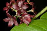 Maroon Carolina milkvine